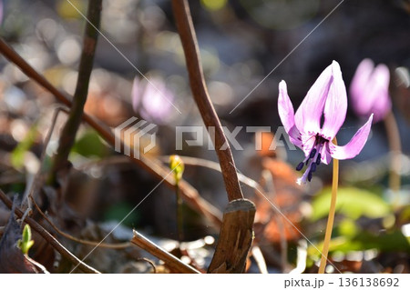 カタクリの花 カタクリの花 136138692