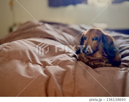 慈しみを感じる布団の上の姿 136138693