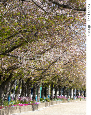 川沿いに咲く桜並木 136138723