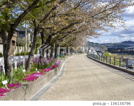 川沿いの堤防に咲く桜並木 136138796