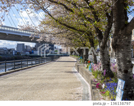 川沿いの堤防に咲く桜並木 川沿いの堤防に咲く桜並木 136138797