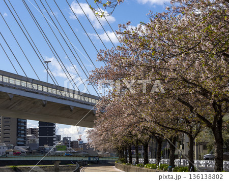 川沿いの堤防に咲く桜並木 川沿いの堤防に咲く桜並木 136138802