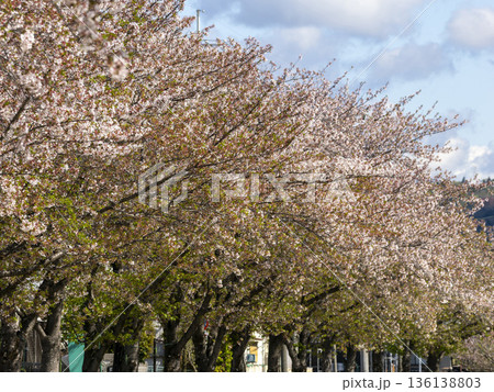 川沿いの堤防に咲く桜並木 川沿いの堤防に咲く桜並木 136138803
