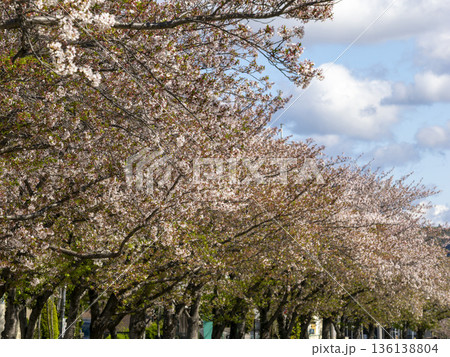 川沿いの堤防に咲く桜並木 136138804