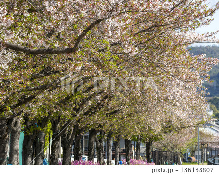 川沿いの堤防に咲く桜並木 136138807