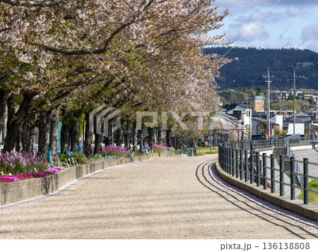 川沿いの堤防に咲く桜並木 川沿いの堤防に咲く桜並木 136138808