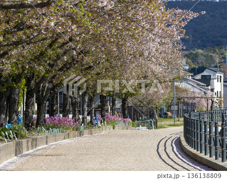 川沿いの堤防に咲く桜並木 136138809