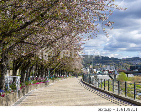川沿いの堤防に咲く桜並木 136138811