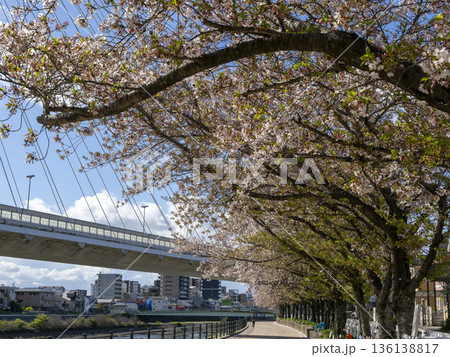川沿いの堤防に咲く桜並木 川沿いの堤防に咲く桜並木 136138817