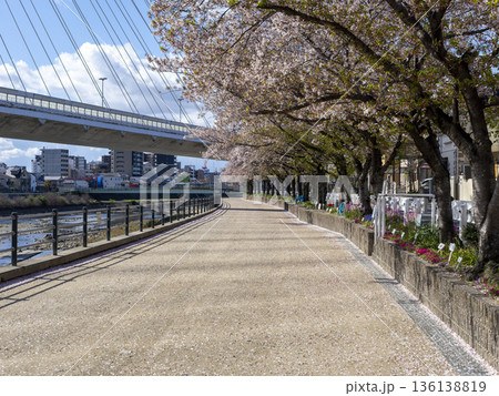 川沿いの堤防に咲く桜並木 川沿いの堤防に咲く桜並木 136138819
