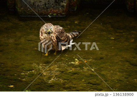 オオタカ　ヒナ　水浴び 136138900