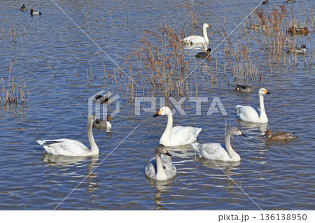 冬の安曇野　御宝田遊水池の白鳥 136138950