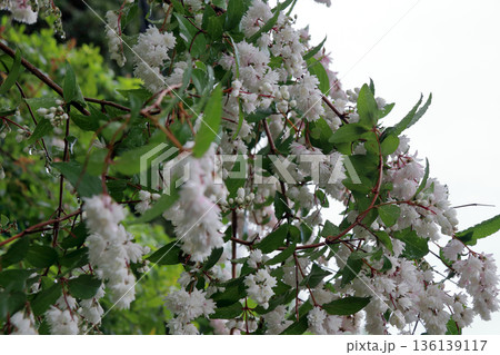 八重咲きの更紗空木(サラサウツギ)の花 八重咲きの更紗空木(サラサウツギ)の花 136139117