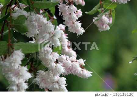 八重咲きの更紗空木(サラサウツギ)の花 八重咲きの更紗空木(サラサウツギ)の花 136139120
