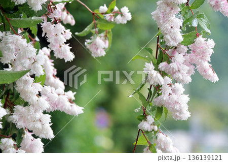八重咲きの更紗空木(サラサウツギ)の花 八重咲きの更紗空木(サラサウツギ)の花 136139121