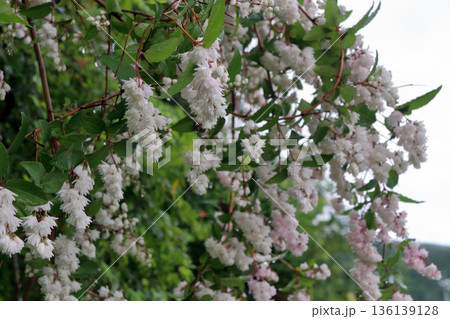 八重咲きの更紗空木(サラサウツギ)の花 八重咲きの更紗空木(サラサウツギ)の花 136139128