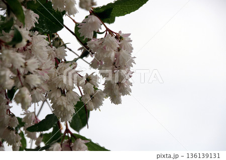 八重咲きの更紗空木(サラサウツギ)の花 八重咲きの更紗空木(サラサウツギ)の花 136139131