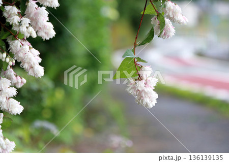 八重咲きの更紗空木(サラサウツギ)の花 八重咲きの更紗空木(サラサウツギ)の花 136139135