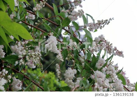 八重咲きの更紗空木(サラサウツギ)の花 八重咲きの更紗空木(サラサウツギ)の花 136139138