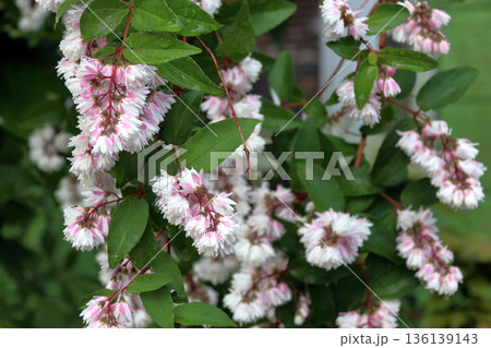 八重咲きの更紗空木（サラサウツギ）の花 136139143