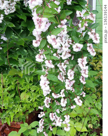 八重咲きの更紗空木(サラサウツギ)の花 八重咲きの更紗空木(サラサウツギ)の花 136139144
