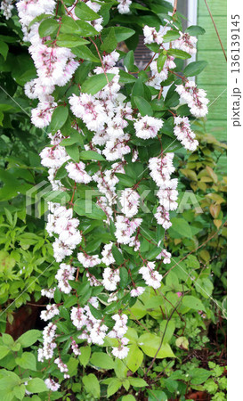 八重咲きの更紗空木(サラサウツギ)の花 八重咲きの更紗空木(サラサウツギ)の花 136139145