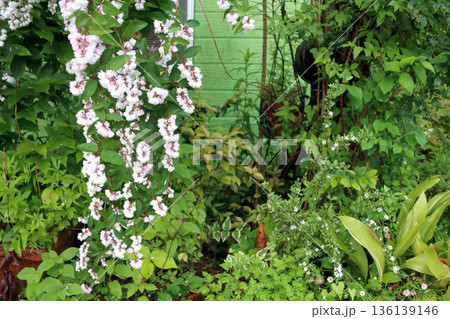八重咲きの更紗空木(サラサウツギ)の花 八重咲きの更紗空木(サラサウツギ)の花 136139146