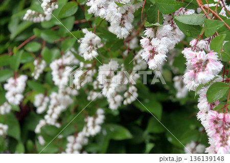 八重咲きの更紗空木(サラサウツギ)の花 八重咲きの更紗空木(サラサウツギ)の花 136139148