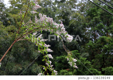 八重咲きの更紗空木（サラサウツギ）の花 136139149