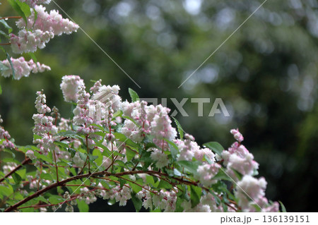 八重咲きの更紗空木（サラサウツギ）の花 136139151