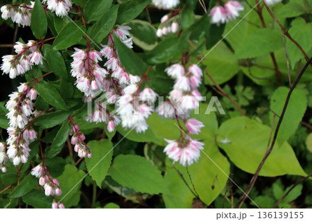 八重咲きの更紗空木(サラサウツギ)の花 八重咲きの更紗空木(サラサウツギ)の花 136139155