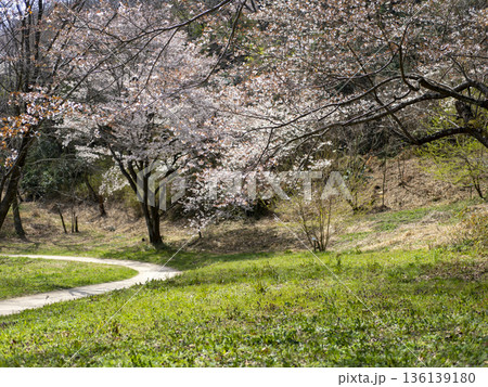 桜が咲いた山の都市緑地公園 136139180