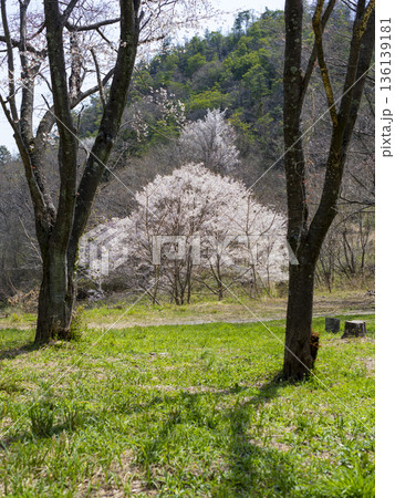 桜が咲いた山の都市緑地公園 136139181