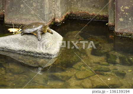 すっぽん 136139194