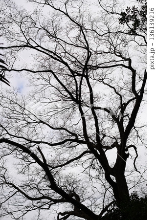 冬枯れの風景 冬枯れの風景 136139216