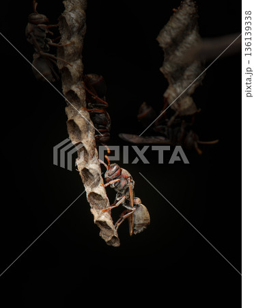 Stick-nest Brown Paper Wasp Stick-nest Brown Paper Wasp 136139338