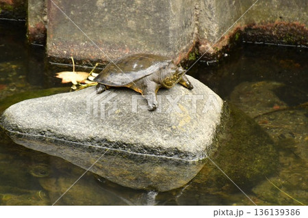 すっぽん 136139386