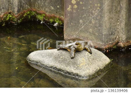 すっぽん 136139406