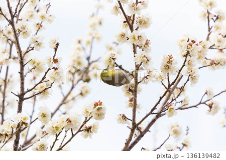 梅の木にとまる愛嬌のあるメジロ 136139482