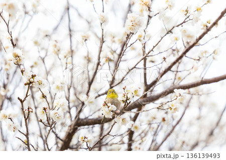 梅の木にとまる愛嬌のあるメジロ 梅の木にとまる愛嬌のあるメジロ 136139493