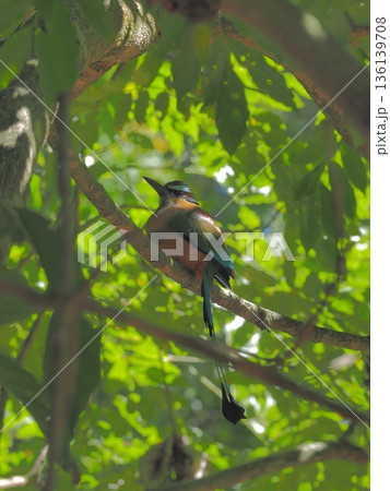 エルサルバドルの国鳥　トロゴス　Torogoz 136139708