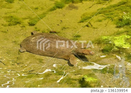 すっぽん 136139954