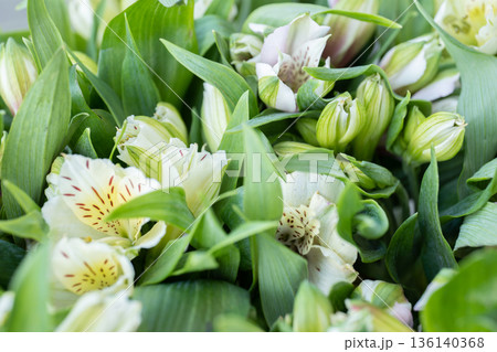 White alstroemeria flowers and buds among green leaves showing fresh growth White alstroemeria flowers and buds among green leaves showing fresh growth 136140368