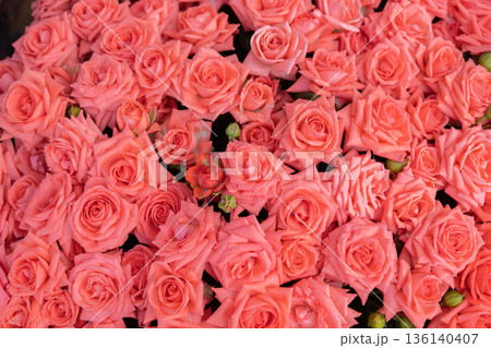 Abundance of coral pink roses creating a vibrant floral pattern and background 136140407
