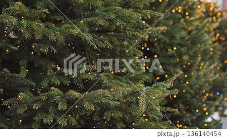 Christmas trees with shining fairy lights decorating Moscow during winter holidays Christmas trees with shining fairy lights decorating Moscow during winter holidays 136140454