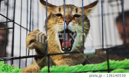 Purebred chausie cat yawning and stretching paw in cage Purebred chausie cat yawning and stretching paw in cage 136140530