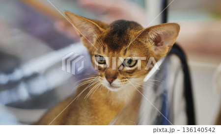 Abyssinian kitten looking away inside pet carrier Abyssinian kitten looking away inside pet carrier 136140542