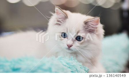 Adorable ragdoll kitten relaxing on a soft blanket 136140549