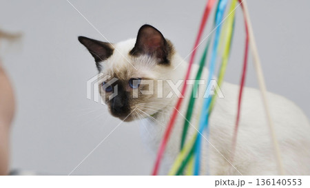 Purebred thai cat playing with colorful ribbons 136140553