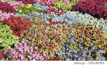 Colorful plants and flowers creating a vibrant flowerbed in Moscow Colorful plants and flowers creating a vibrant flowerbed in Moscow 136140563